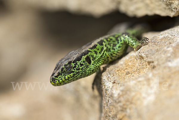 Zauneidechse (Lacerta agilis)