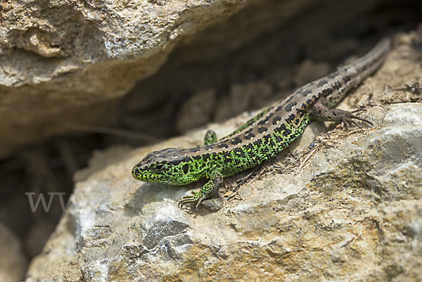 Zauneidechse (Lacerta agilis)