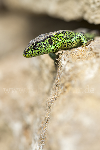 Zauneidechse (Lacerta agilis)