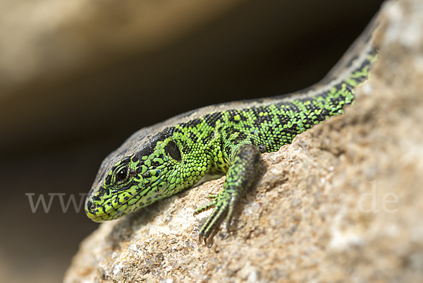 Zauneidechse (Lacerta agilis)