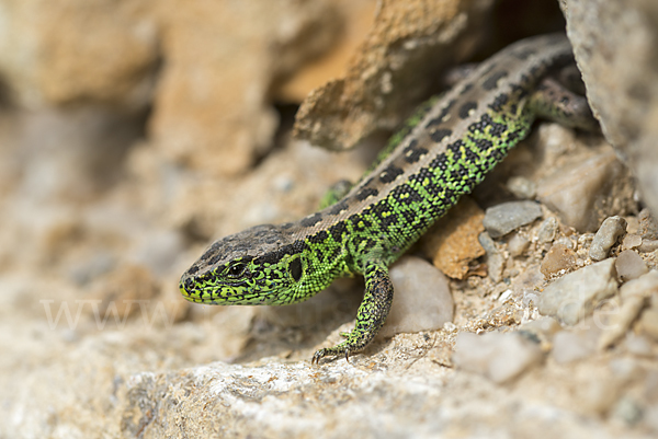 Zauneidechse (Lacerta agilis)