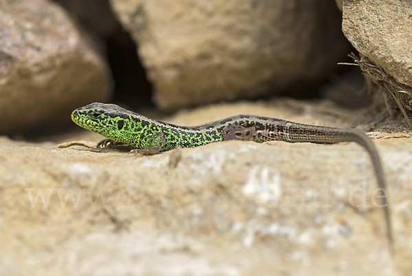 Zauneidechse (Lacerta agilis)