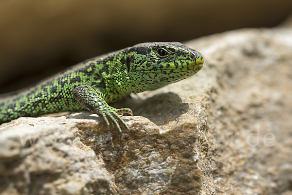 Zauneidechse (Lacerta agilis)