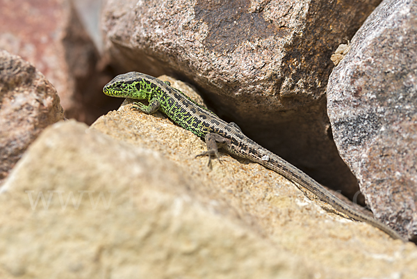 Zauneidechse (Lacerta agilis)