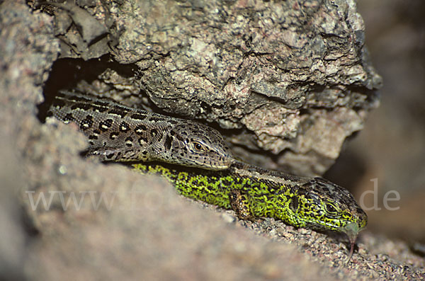 Zauneidechse (Lacerta agilis)