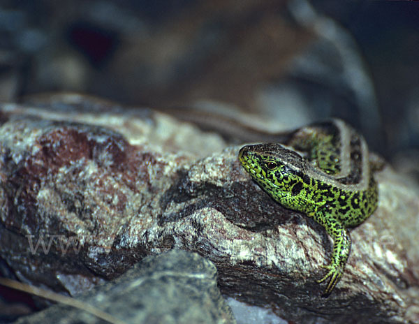 Zauneidechse (Lacerta agilis)