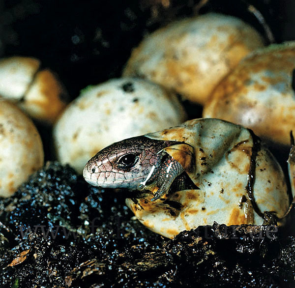 Zauneidechse (Lacerta agilis)