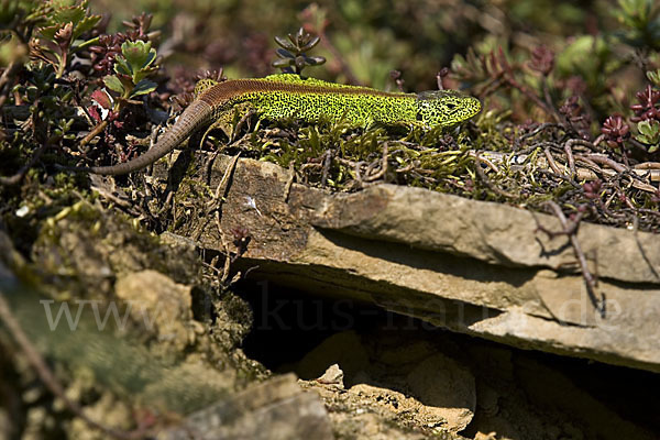 Zauneidechse (Lacerta agilis)