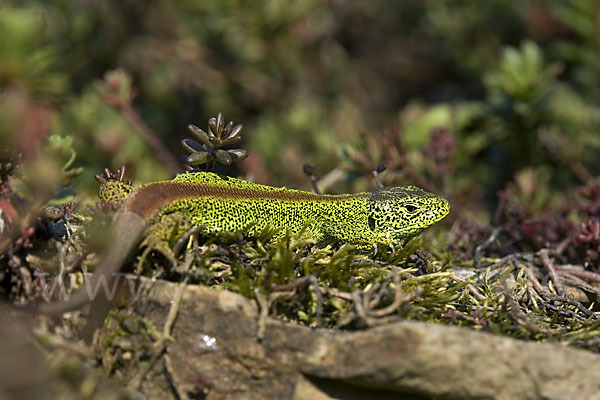 Zauneidechse (Lacerta agilis)