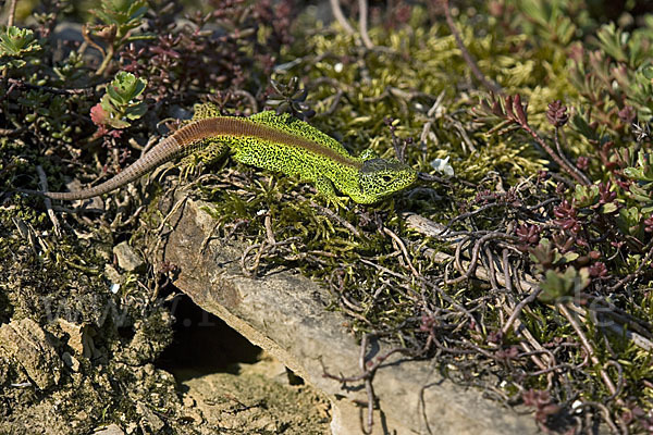 Zauneidechse (Lacerta agilis)