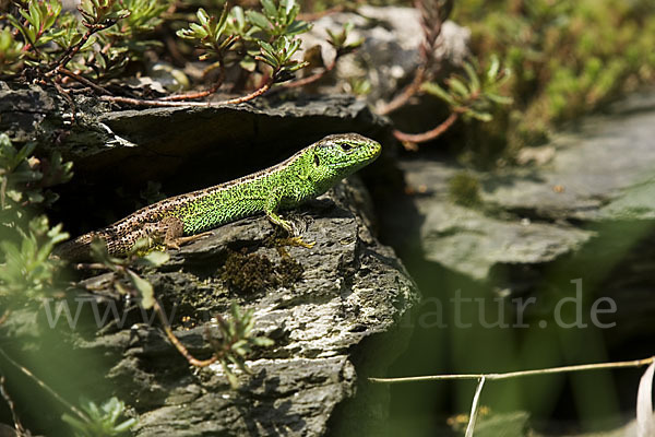 Zauneidechse (Lacerta agilis)