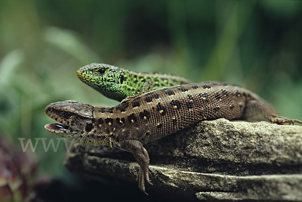 Zauneidechse (Lacerta agilis)