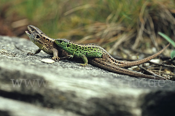 Zauneidechse (Lacerta agilis)