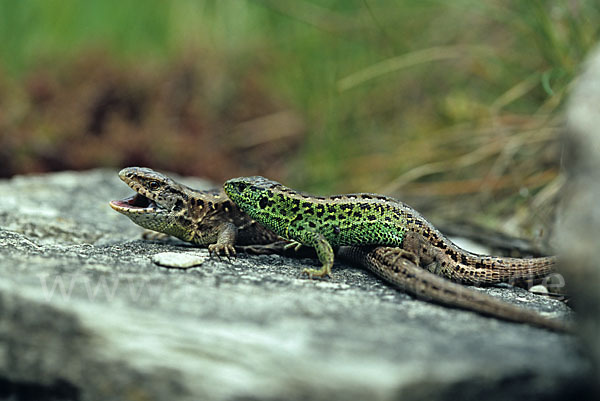 Zauneidechse (Lacerta agilis)