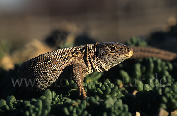 Zauneidechse (Lacerta agilis)