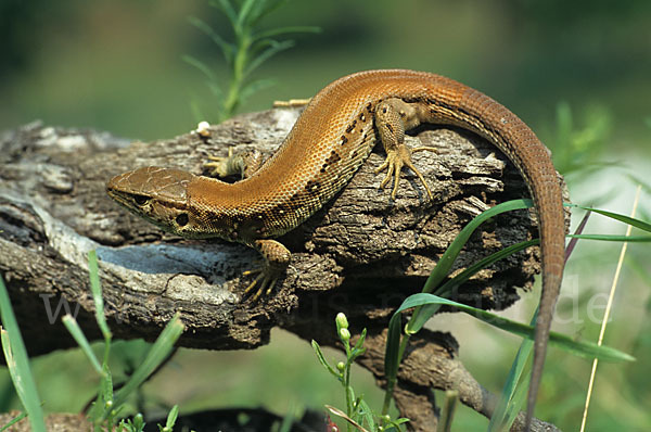 Zauneidechse (Lacerta agilis)