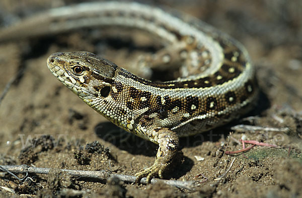 Zauneidechse (Lacerta agilis)