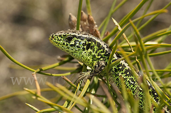 Zauneidechse (Lacerta agilis)