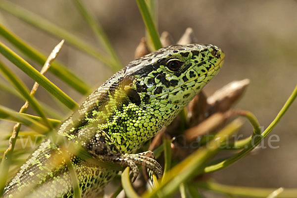 Zauneidechse (Lacerta agilis)