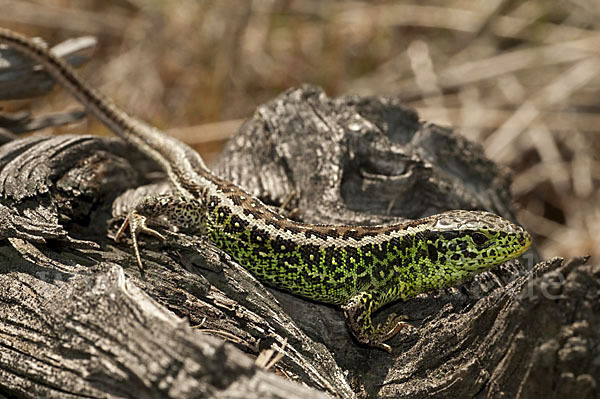 Zauneidechse (Lacerta agilis)