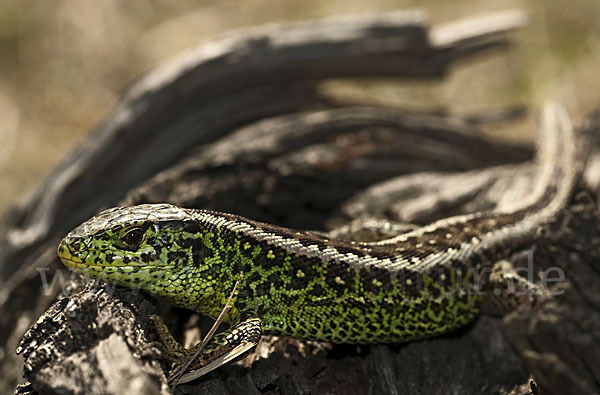 Zauneidechse (Lacerta agilis)