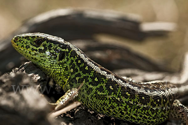 Zauneidechse (Lacerta agilis)