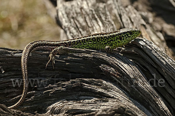 Zauneidechse (Lacerta agilis)