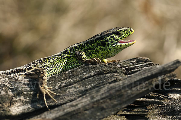 Zauneidechse (Lacerta agilis)