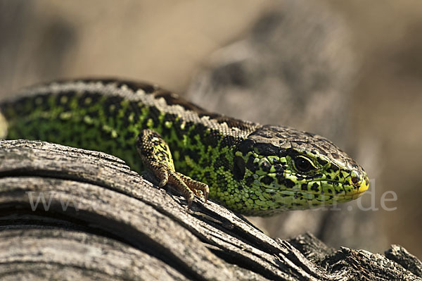 Zauneidechse (Lacerta agilis)