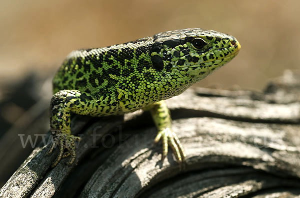 Zauneidechse (Lacerta agilis)