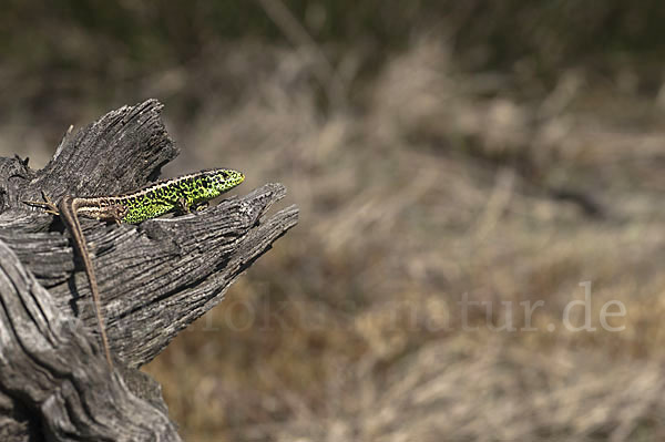 Zauneidechse (Lacerta agilis)