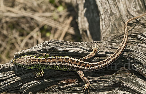 Zauneidechse (Lacerta agilis)