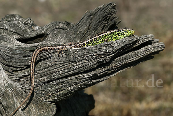 Zauneidechse (Lacerta agilis)