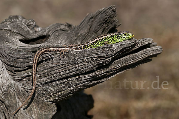 Zauneidechse (Lacerta agilis)