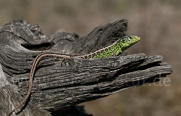 Zauneidechse (Lacerta agilis)