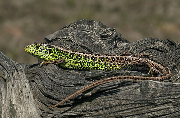 Zauneidechse (Lacerta agilis)