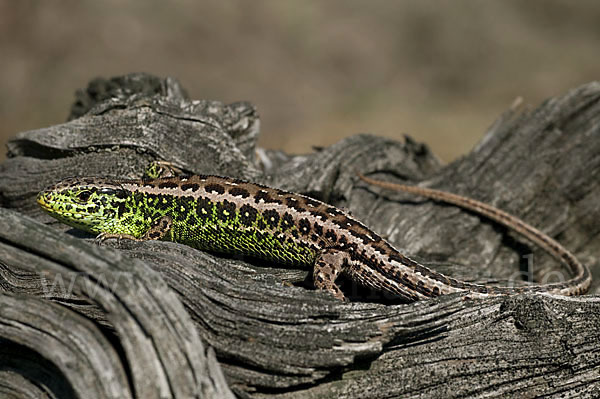 Zauneidechse (Lacerta agilis)