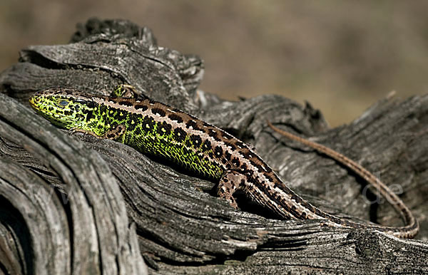 Zauneidechse (Lacerta agilis)