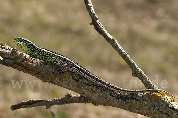 Zauneidechse (Lacerta agilis)