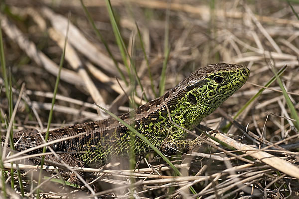 Zauneidechse (Lacerta agilis)