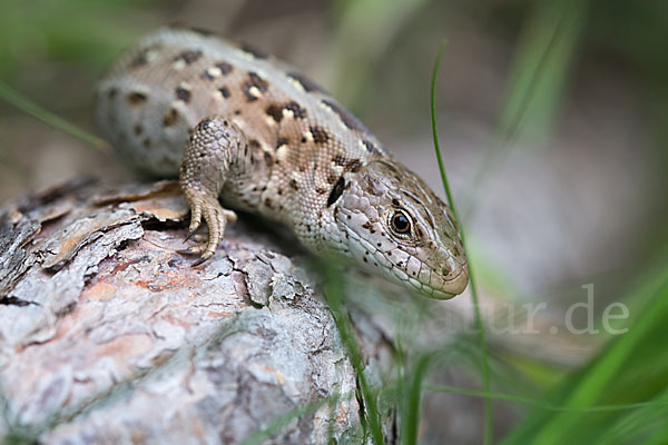 Zauneidechse (Lacerta agilis)