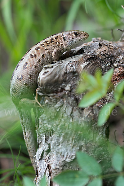 Zauneidechse (Lacerta agilis)