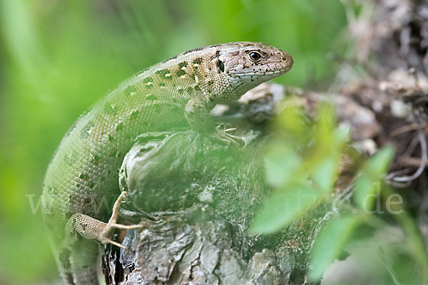 Zauneidechse (Lacerta agilis)