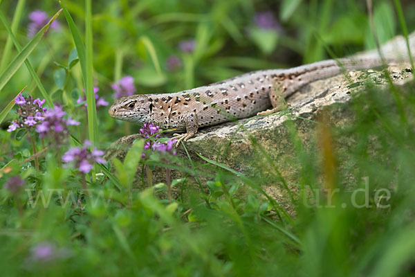 Zauneidechse (Lacerta agilis)