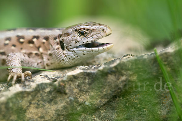 Zauneidechse (Lacerta agilis)