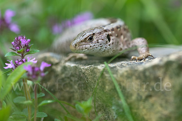 Zauneidechse (Lacerta agilis)