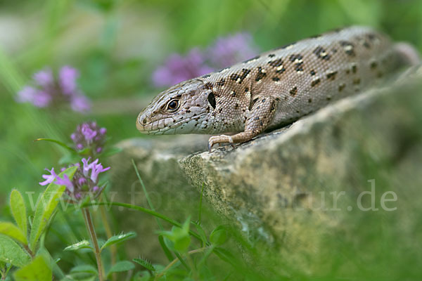 Zauneidechse (Lacerta agilis)