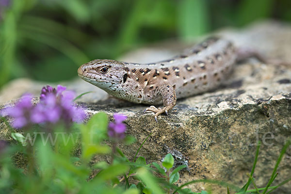 Zauneidechse (Lacerta agilis)