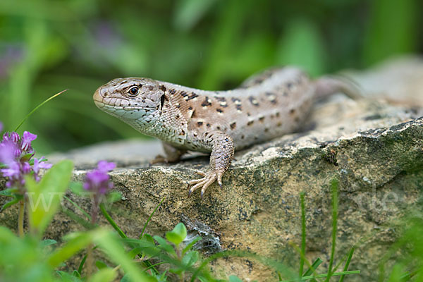 Zauneidechse (Lacerta agilis)