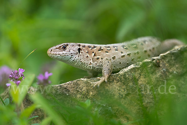 Zauneidechse (Lacerta agilis)